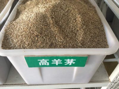 南方哪里有卖高羊茅种籽的？