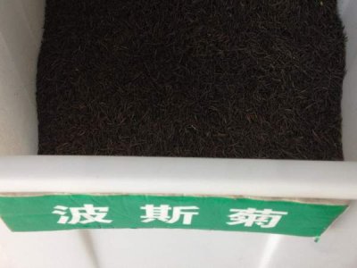 波斯菊种子多少钱一公斤？	