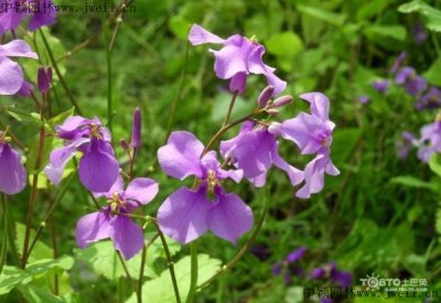 公路护坡种的花是什么花？