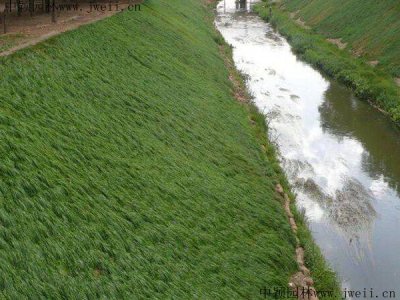 池塘边种什么植物可以护坡？