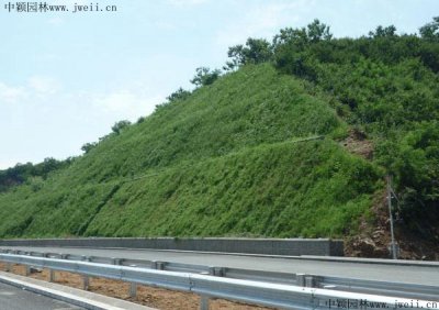 山体护坡一般用什么植物？