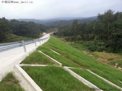 公路护坡植物或草种？