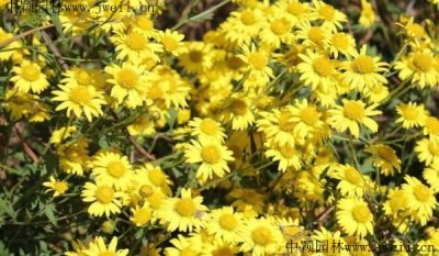 野菊花从播种到开花需要多长时间？