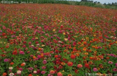 春天能种植野花组合花吗？