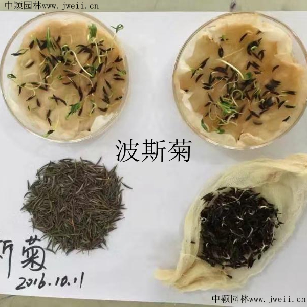 波斯菊1.jpg