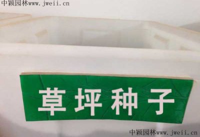 最好的草籽叫什么名字？