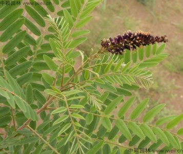 护坡紫穗槐种植密度？