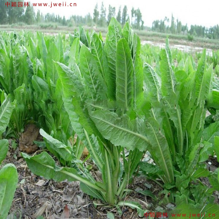 常年批发零售红菊苣种子,将军菊苣草种子,芽球菊苣种子发芽率高产量高