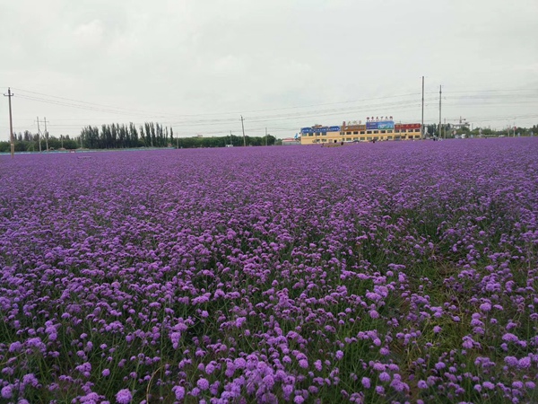 柳叶马鞭草1.jpg