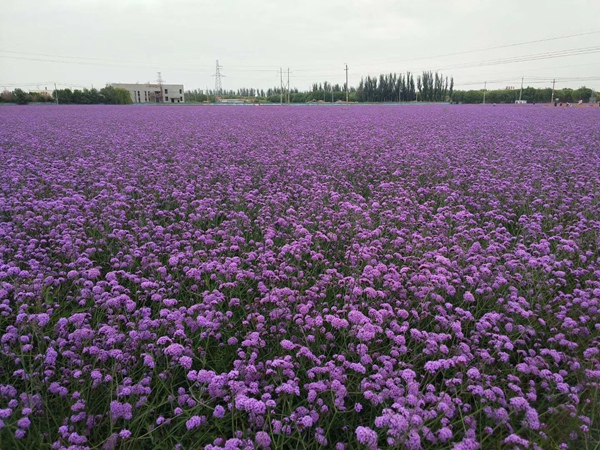 柳叶马鞭草2.jpg