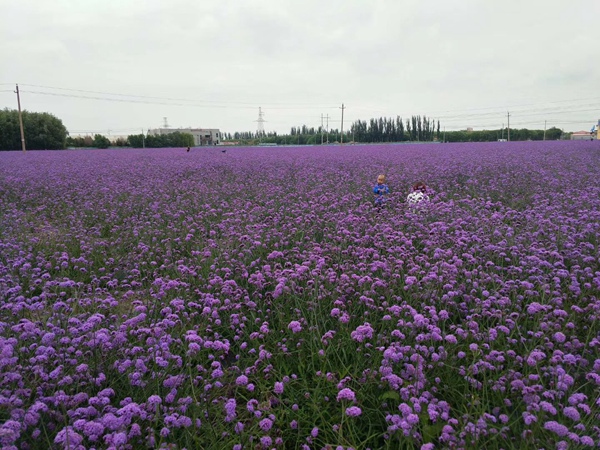 柳叶马鞭草3.jpg