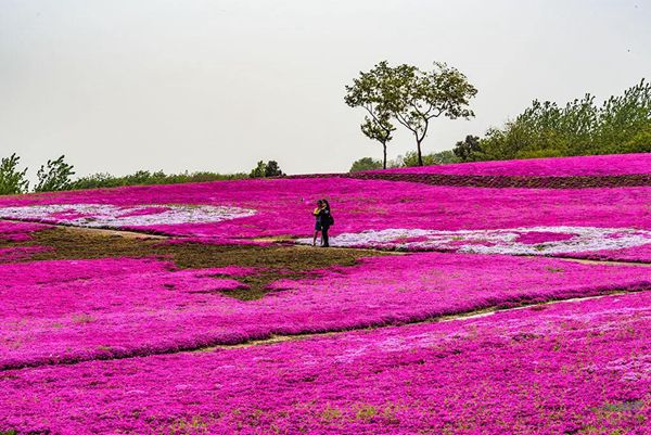 千日红2.jpg