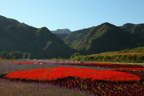 花海植物1.jpg