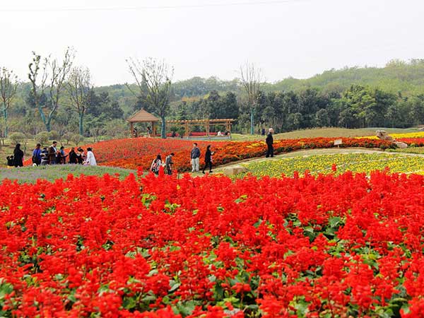 花海植物2.jpg