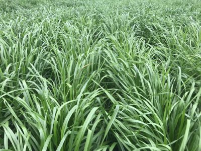 黑麦草六月中旬能种吗？