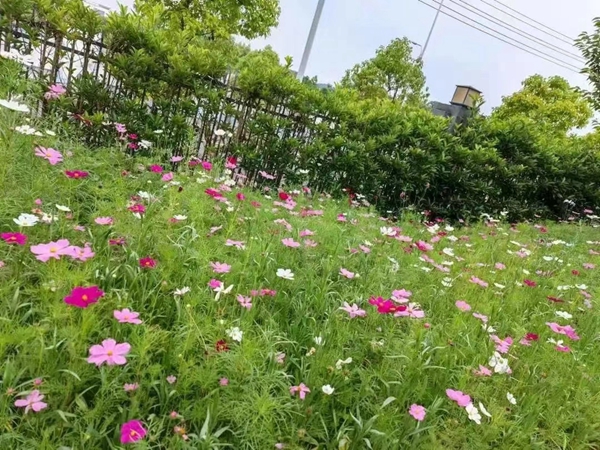 格桑花4.jpg