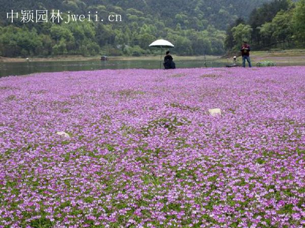 紫花苜蓿11.jpg