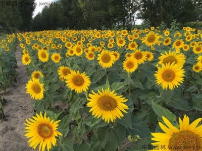 向日葵什么季节种合适？