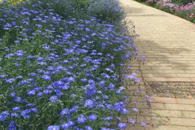 宿根蓝花亚麻种子种植多久浇水？